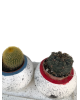 Kaktüs aranjman ve eşek